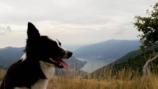 istock Border collie in the mountains with stunning views 1187348270