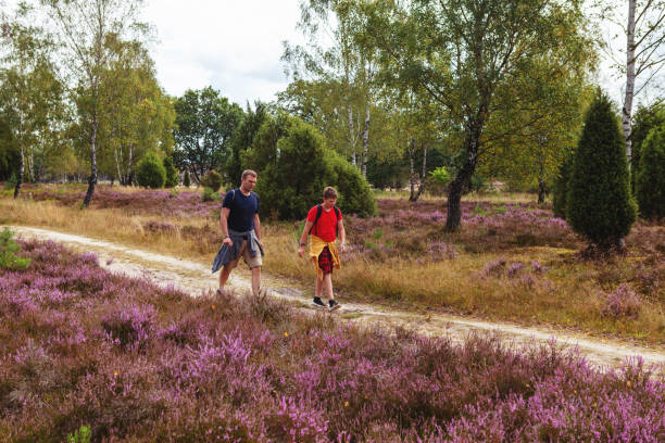 père et son fils adolescent en short et t-shirts marchant sur la prairie dans une réserve naturelle à luneburger heath parmi les plantes de bruyère sur leur voyage de randonnée - être ensemble, être actif et en bonne santé. - 12 15 months photos et images de collection