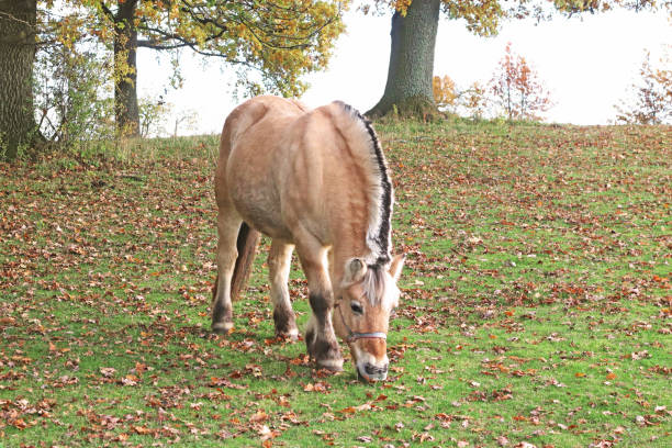 Eating horse on pasture in sunny autumn morning.