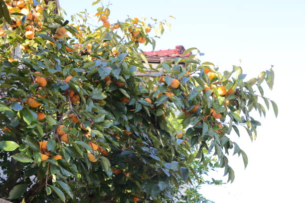 istock persimmon fruit in Okayama,Japan 1187349774