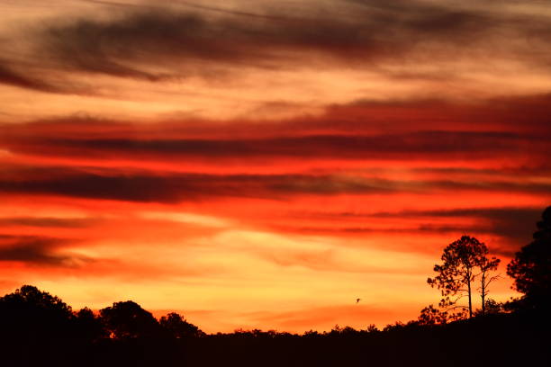 istock Silhouetted pines with orange sunrise and with pre-dawn light striking clouds 1187351017