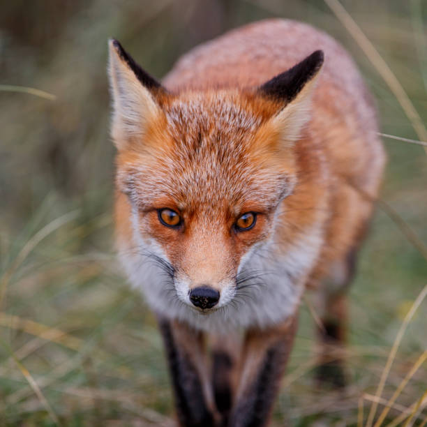 istock Red Fox in the dunes in the Netherlands 1187352041