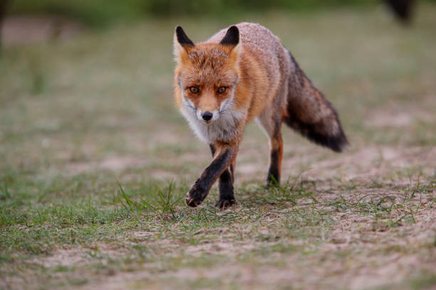 istock Red Fox in the dunes in the Netherlands 1187352050