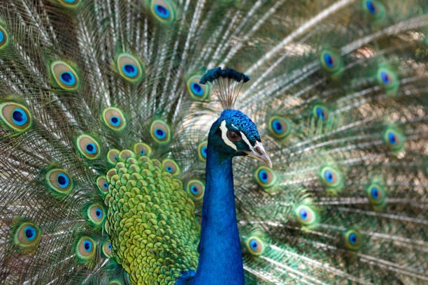 istock Amazing peacock during his exhibition 1187352071