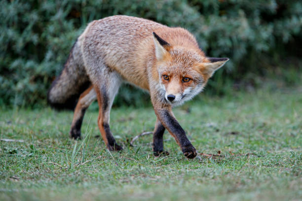 istock Red Fox in the dunes in the Netherlands 1187352077