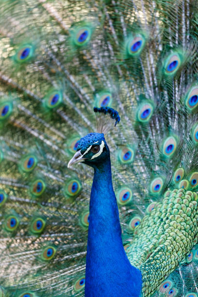 istock Amazing peacock during his exhibition 1187352096