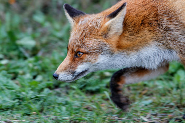 istock Red Fox in the dunes in the Netherlands 1187352117