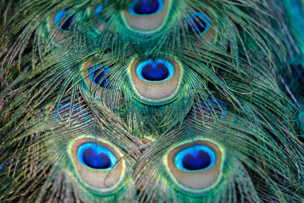istock Amazing tail of a male peacock 1187352130
