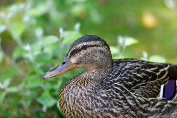 Beautiful brown duck walking in a park