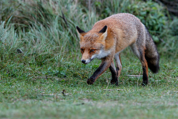 istock Red Fox in the dunes in the Netherlands 1187352188