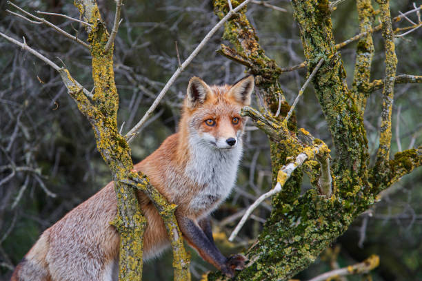 istock Red Fox in the dunes in the Netherlands 1187352226