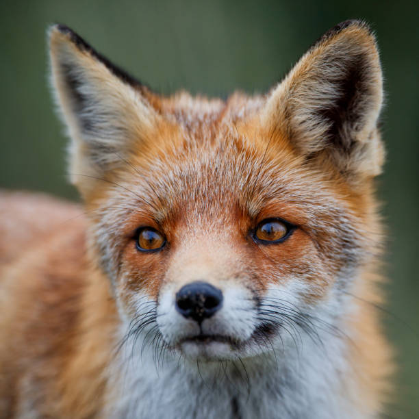 istock Red Fox in the dunes in the Netherlands 1187352245