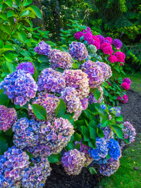 istock Beautiful Colorful Hydrangea, selective focus. Beauty in nature. Hydrangea macrophylla 1187352414