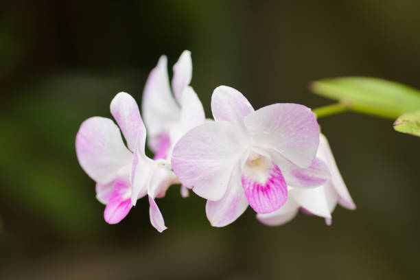 istock orchid flower in nature blur background. 1187353197