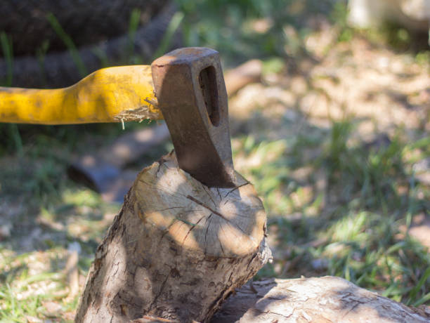 istock An old rusty axe stuck in an old log was chopping wood. 1187353649
