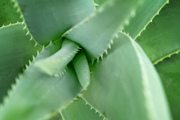 istock Aloe vera plant 1187354618