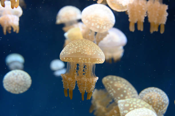 istock Jellyfish in the dark sea 1187356026