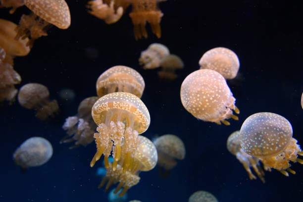 istock Jellyfish in the dark sea 1187356043