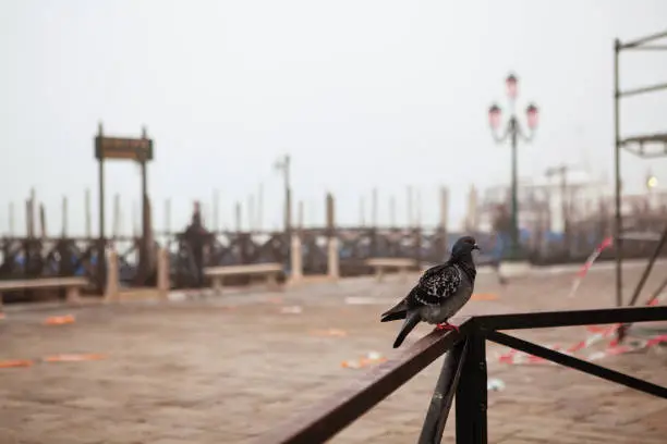 Venice. Italy - October 28, 2019: pigeon bird sits on a railing in Venice square