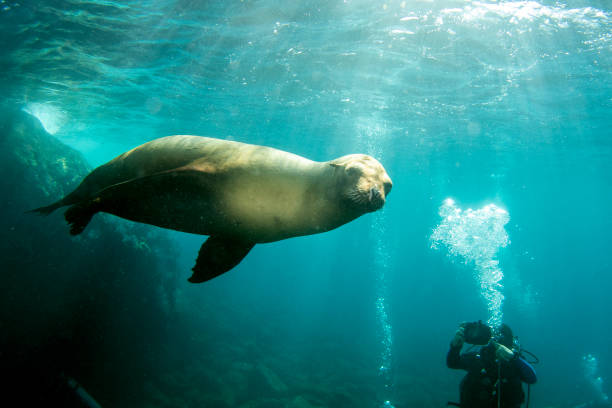istock sea lion seal underwater while diving galapagos 1187357391