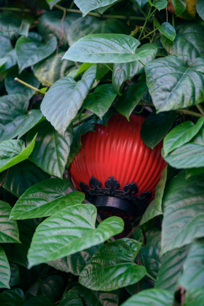 Chinese lantern in Chinese New Year