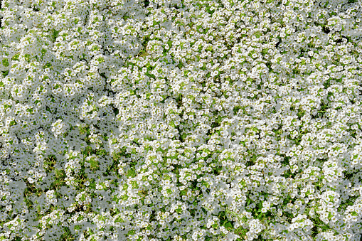 The annual variety of alyssum \