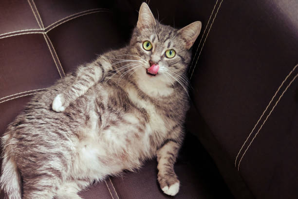 istock Cat is sitting in a strange pose with his tongue sticking out 1187357703