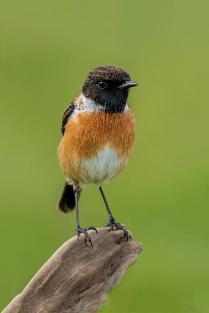 istock Small bird on a slim branch 1187359546