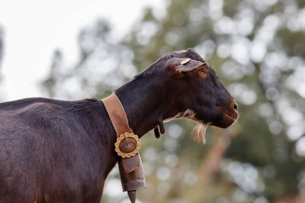 Brown goat in the countryside