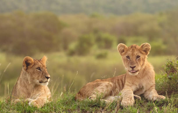 istock Lion Cubs - Masai Mara, Kenya 1187361082
