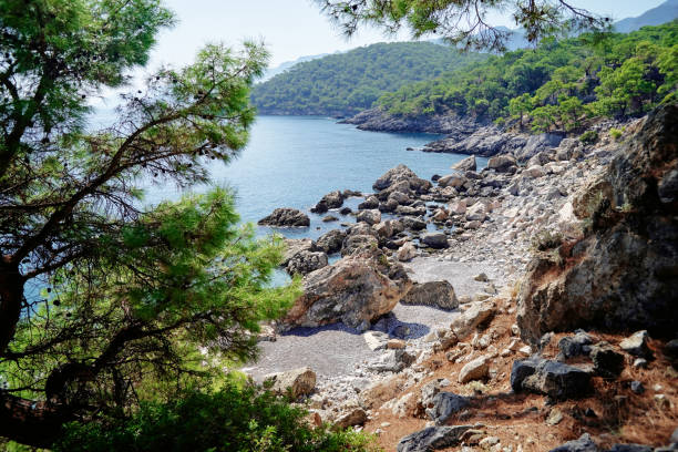 istock Pine trees by the blue sea 1187361092