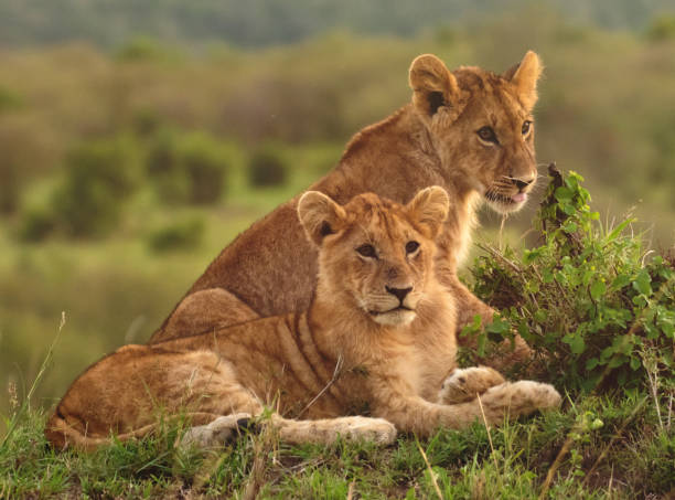 istock Lion Cubs - Masai Mara, Kenya 1187361132