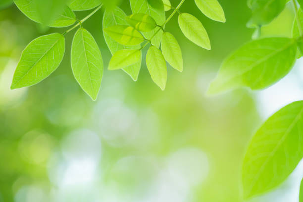 istock Closeup green leaf with beauty bokeh under sunlight background 1187361150