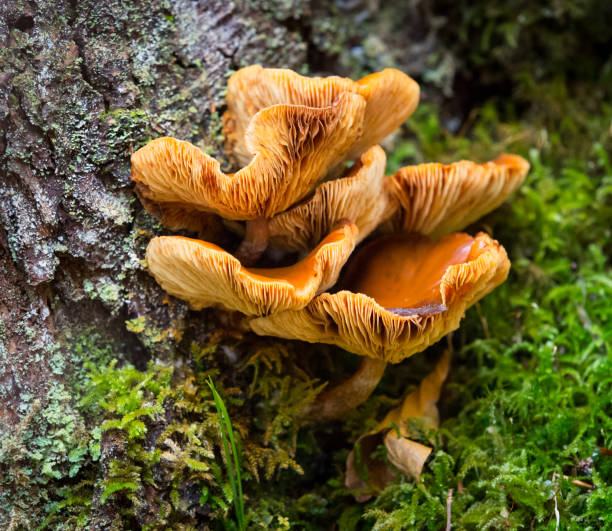 istock polyporales mushroom in forest 1187361596