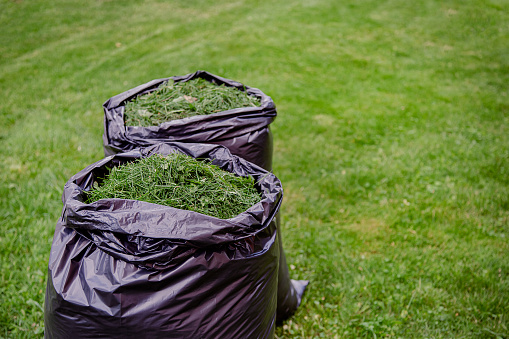 Mowing a household garden lawn with black bag of grass clippings. Grass cuttings in a black plastic bag on a newly trimmed lawn