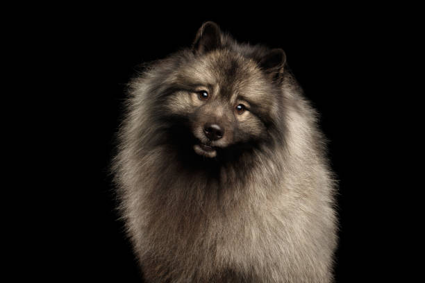 ritratto di keeshond dog su sfondo nero isolato - keeshond foto e immagini stock