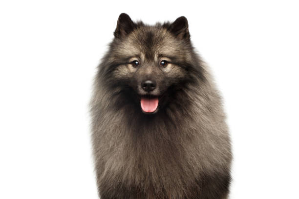 ritratto di keeshond dog su sfondo nero isolato - keeshond foto e immagini stock