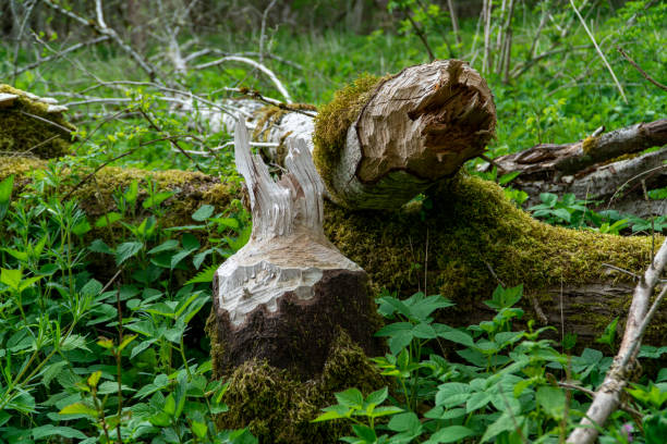 istock Large tree trunk bark chewed gnawed by beavers 1187365416