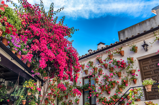 Geraniums and bougainvillea inside one of the patio-participants at the traditional patio festival (Patios de Cordoba) in Cordoba, Andalusia, Spain