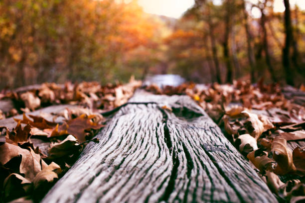 떨어지는 단풍 - saturated color beech leaf autumn leaf 뉴스 사진 이미지