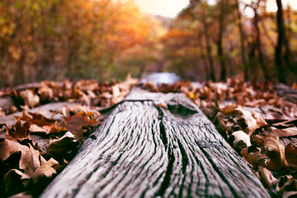 падение осенних листьев - saturated color beech leaf autumn leaf стоковые фото и изображения
