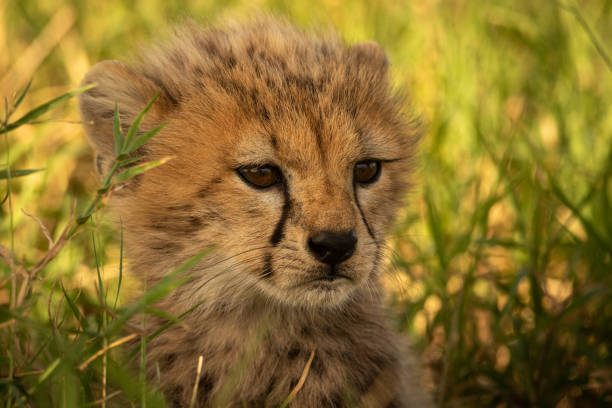 istock Close-up of young cheetah cub facing right 1187367697