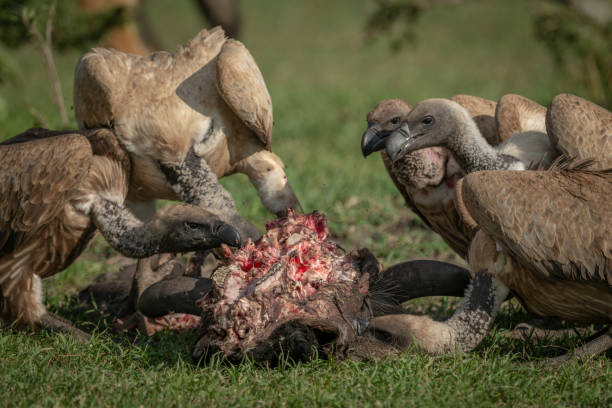 istock Close-up of white-backed vultures feeding on carcase 1187367701