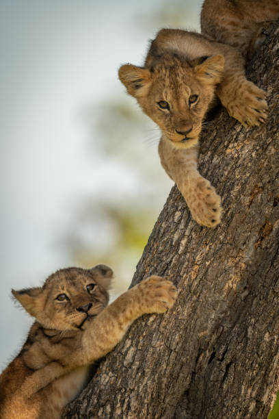 istock Close-up of two lion cubs on tree 1187367710