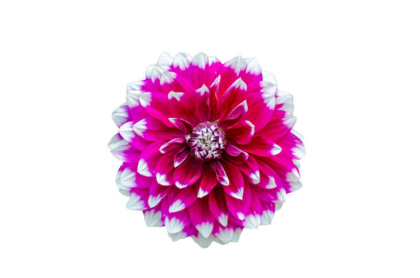 istock pink dahlia flower 1187367715