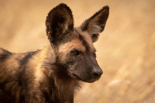 istock Close-up of wild dog standing facing right 1187367775