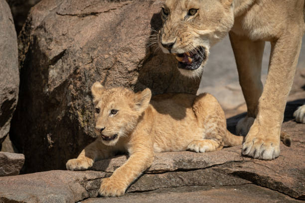 istock Cub lies on rock with snarling lioness 1187367813