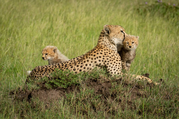 istock Cubs sit on termite mound with mother 1187367815