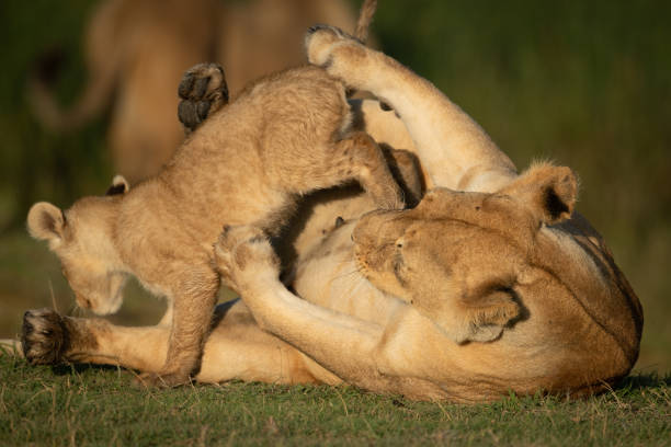 istock Cub jumps over lioness lying on back 1187367880