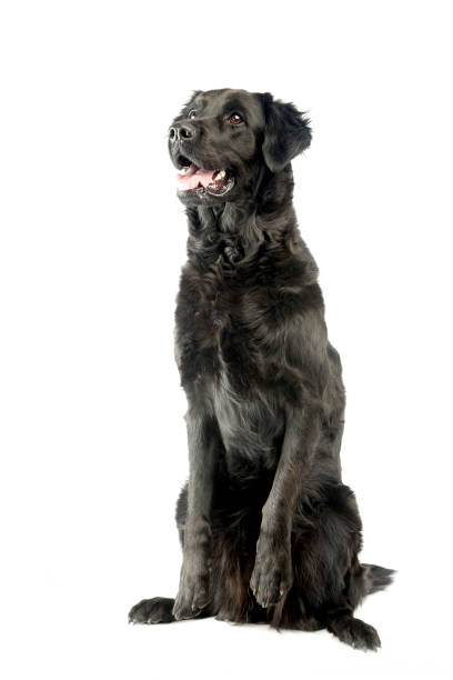 istock Studio shot of an adorable mixed breed dog 1187367896